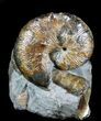 Hoploscaphites Brevis Ammonite - South Dakota #77845-2